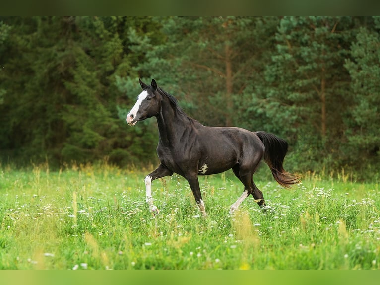 Sang-chaud letton Croisé Jument 3 Ans 163 cm Noir in Augšdaugavas nov.