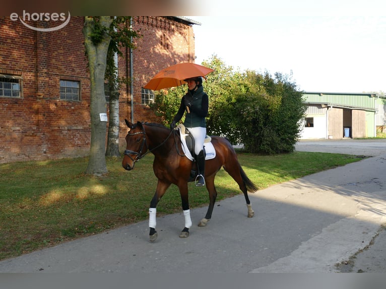 Sang-chaud letton Jument 4 Ans 158 cm Bai in Ganschow