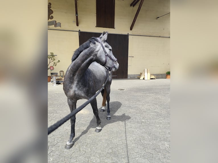 Sang-chaud letton Jument 4 Ans 163 cm Gris pommelé in Giebelstadt