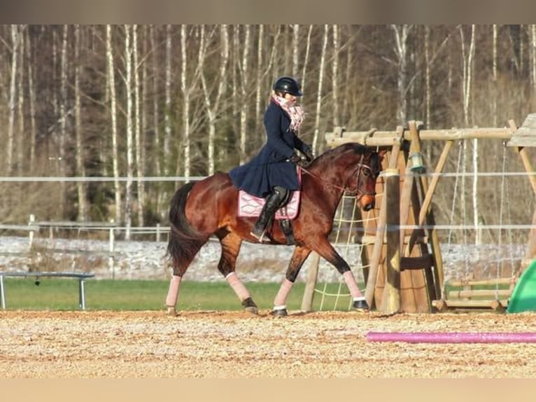 Sang-chaud letton Croisé Jument 5 Ans 154 cm Bai cerise in Ogre