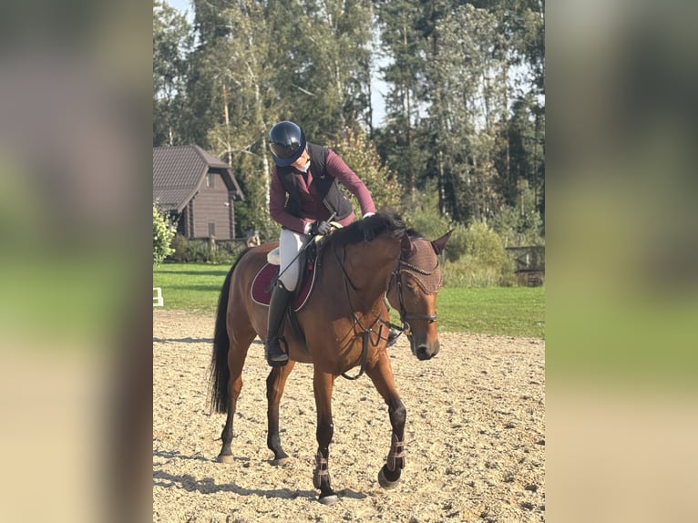 Sang-chaud letton Jument 6 Ans 165 cm Bai cerise in Pakruojis district