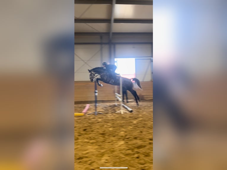 Sang-chaud letton Jument 6 Ans 171 cm Gris in Jaworze