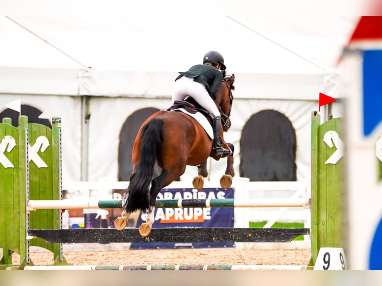 Sang-chaud letton Jument 8 Ans 163 cm Bai cerise in Sigulda