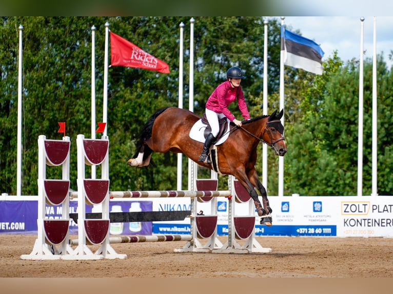 Sang-chaud letton Jument 8 Ans 163 cm Bai cerise in Sigulda