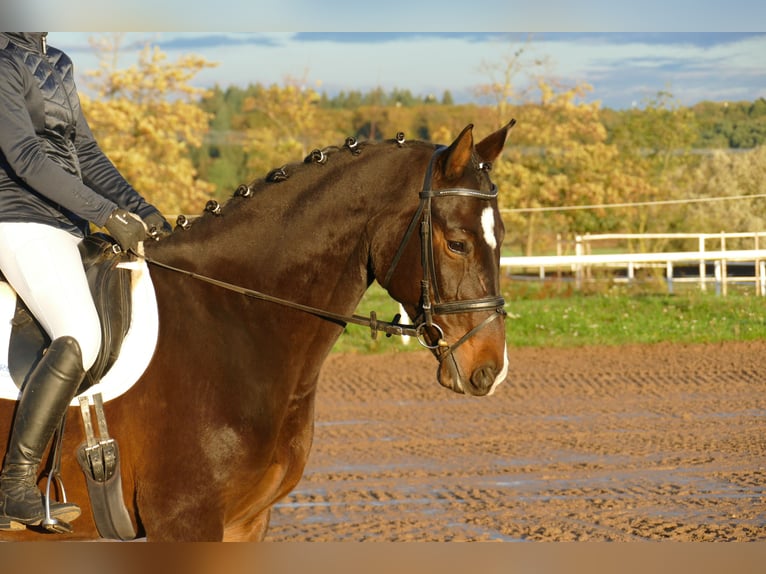 Sang-chaud letton Jument 8 Ans 165 cm Bai brun in Ganschow