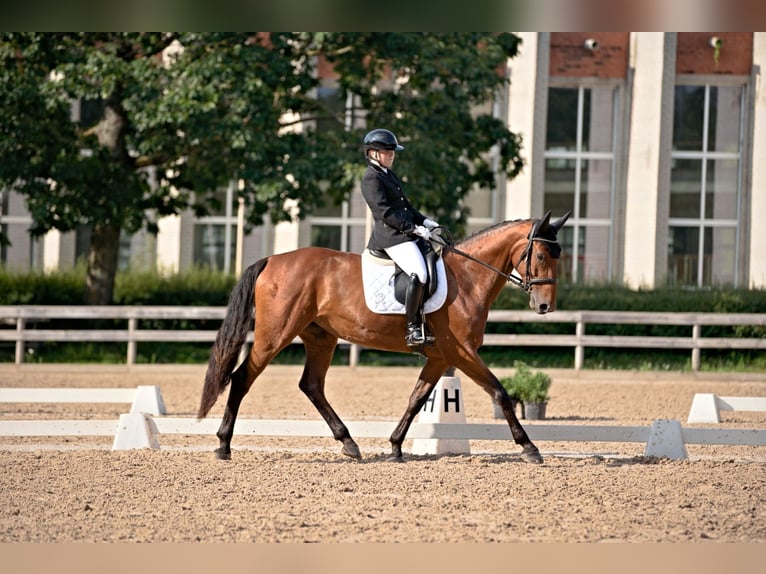 Sang-chaud letton Jument 8 Ans 170 cm Bai cerise in Talsi