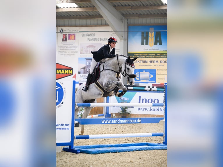 Sang-chaud letton Jument 8 Ans 170 cm Gris in Aurich