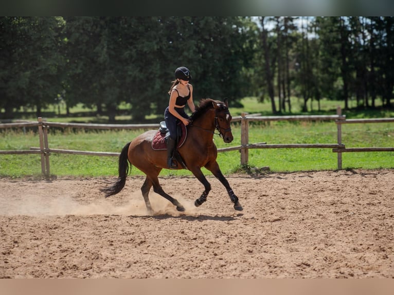 Sang-chaud letton Croisé Jument 9 Ans 153 cm Bai cerise in Mežciems
