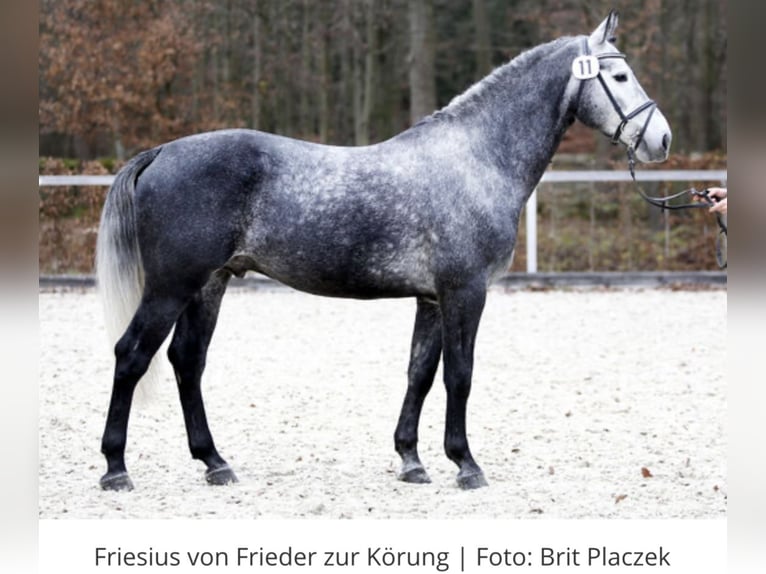 sang-chaud lourd de Saxe-Thuringe Étalon Poulain (06/2025) 160 cm Noir in Liebstadt