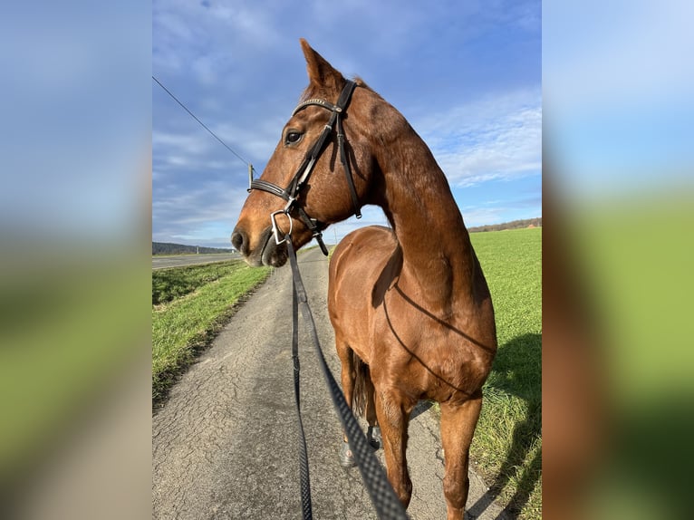 sang-chaud lourd de Saxe-Thuringe Hongre 19 Ans 176 cm Alezan in Itzgrund