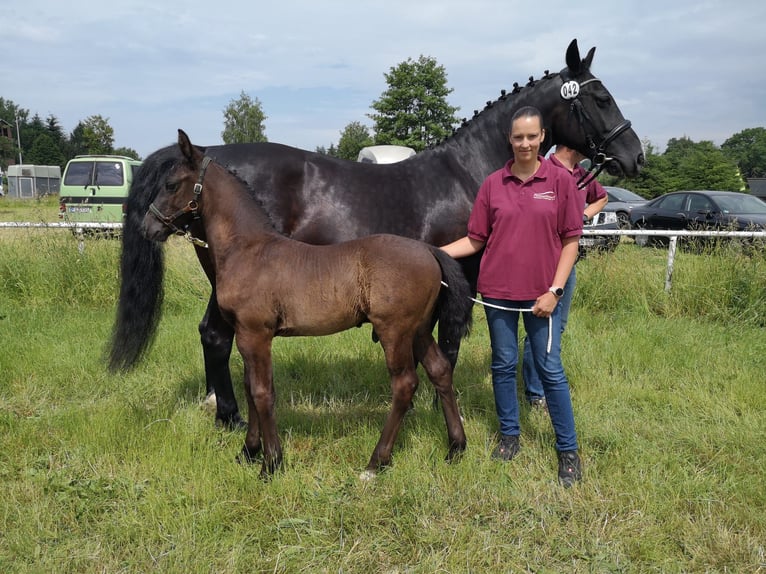 sang-chaud lourd de Saxe-Thuringe Hongre 3 Ans 165 cm Noir in AugustusburgLeubsdorf