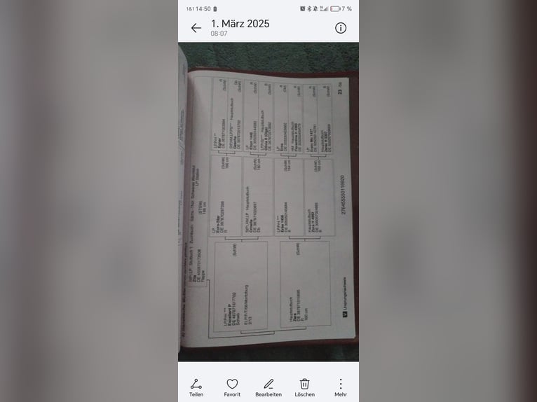 sang-chaud lourd de Saxe-Thuringe Hongre 6 Ans 165 cm Noir in Otterwisch