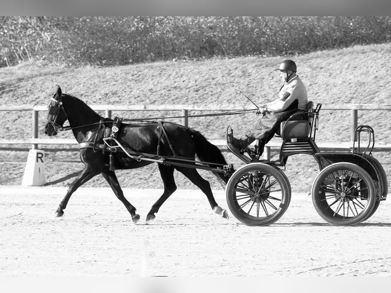 sang-chaud lourd de Saxe-Thuringe Jument 6 Ans 165 cm Bai brun foncé in Schorfheide