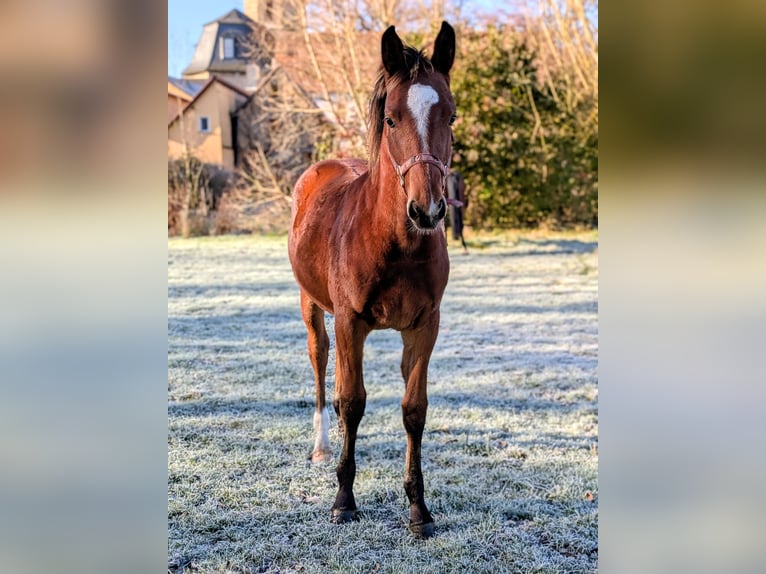 Sang-chaud lourd Étalon 1 Année 165 cm Bai in Bad Sulza