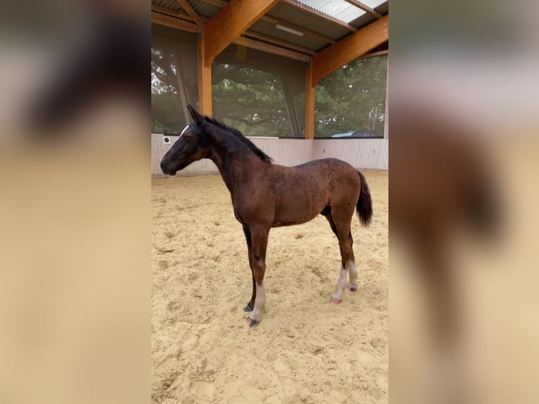Sang-chaud lourd Étalon 1 Année 165 cm Noir in Ascheberg