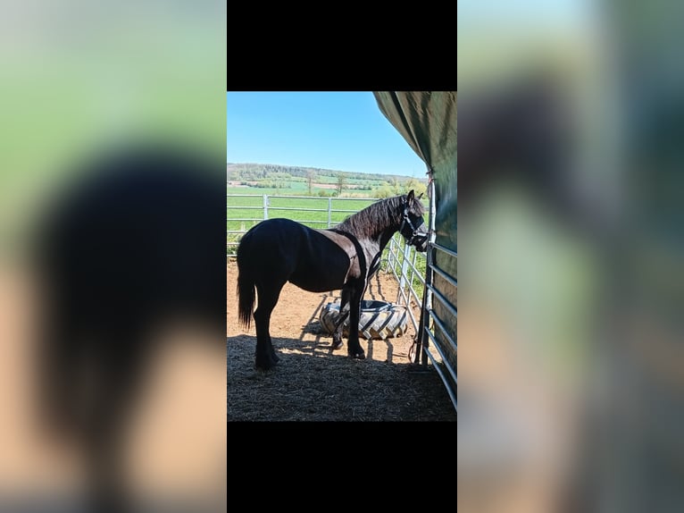 Sang-chaud lourd Étalon 1 Année 165 cm Rouan bleu in Langenfeld