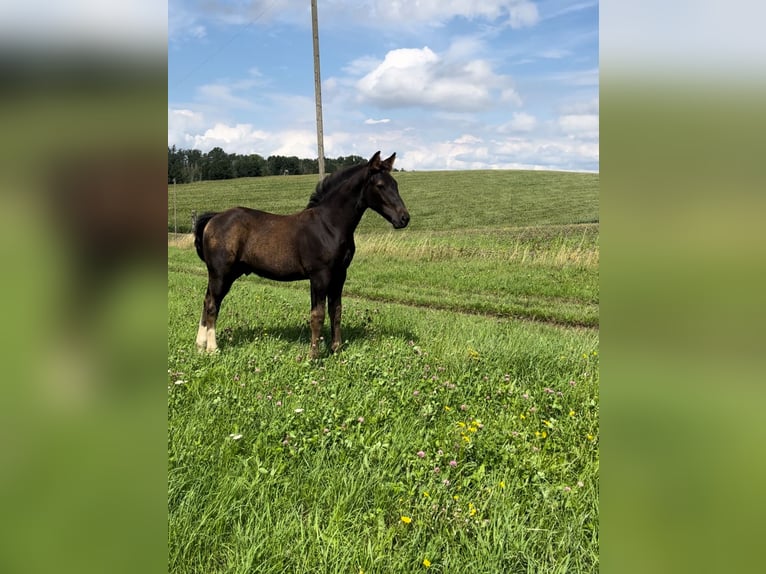 Sang-chaud lourd Étalon 1 Année 170 cm  in Wilsdruff
