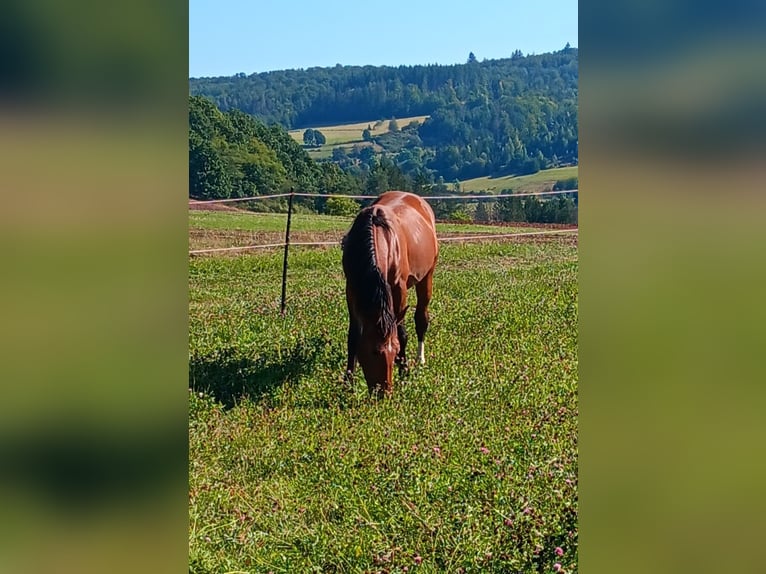 Sang-chaud lourd Étalon 1 Année Bai in Frankenberg (Eder)