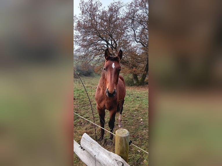 Sang-chaud lourd Étalon 1 Année Bai in Frankenberg (Eder)