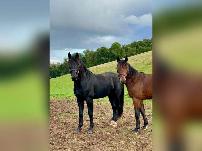 Sang-chaud lourd Étalon 2 Ans 158 cm Bai brun foncé in Geismar