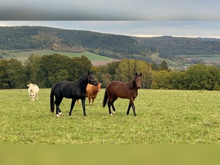 Sang-chaud lourd Étalon 2 Ans 158 cm Bai brun foncé in Geismar