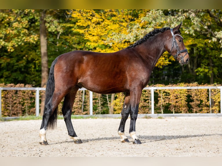 Sang-chaud lourd Étalon 2 Ans Bai brun in Moritzburg