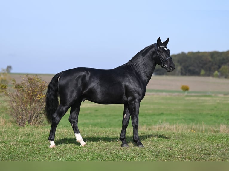 Sang-chaud lourd Étalon 2 Ans Noir in Moritzburg