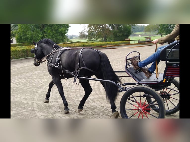 Sang-chaud lourd Étalon 6 Ans 164 cm Noir in Kamenz