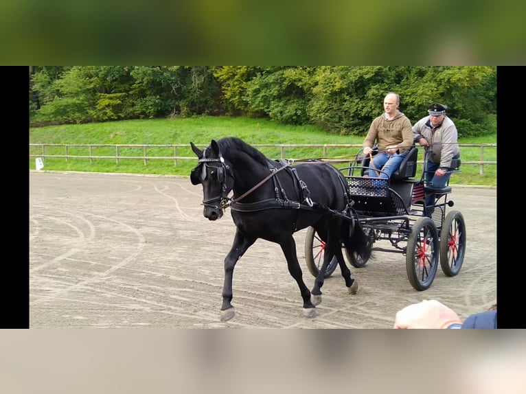 Sang-chaud lourd Étalon 6 Ans 164 cm Noir in Kamenz