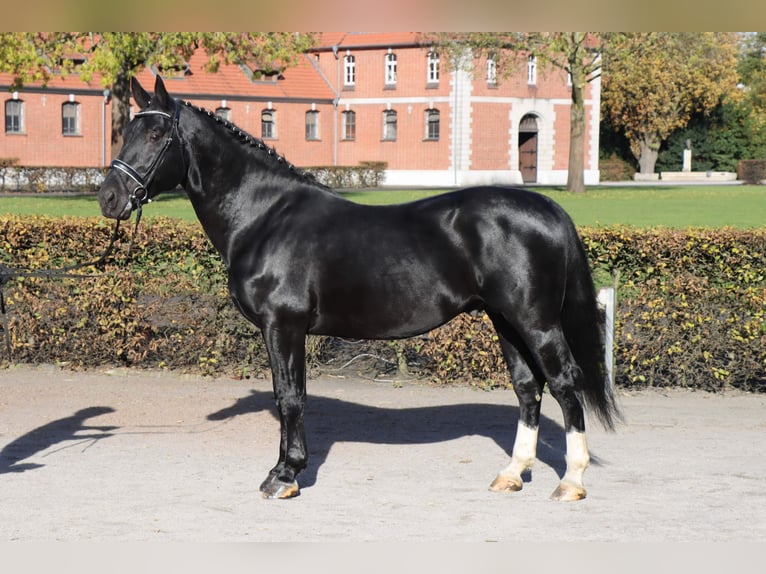 Sang-chaud lourd Étalon 7 Ans 165 cm Noir in Celle