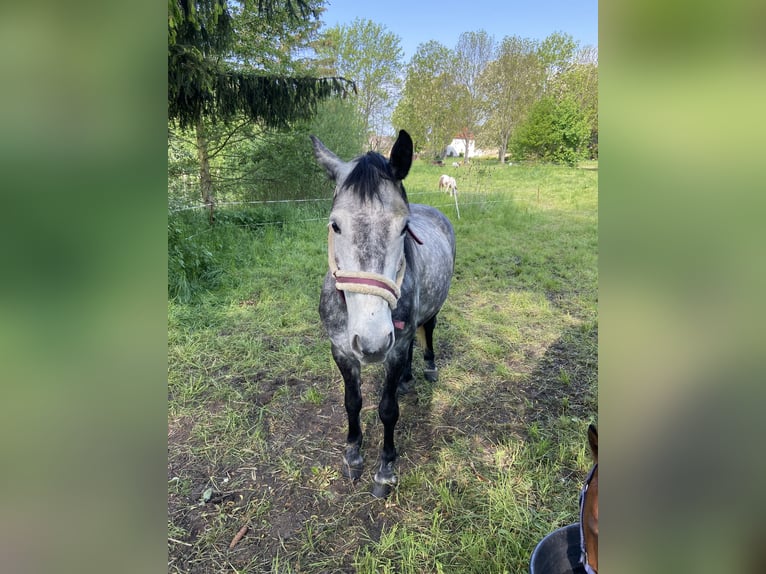 Sang-chaud lourd Étalon 8 Ans 160 cm Gris pommelé in Teuchern