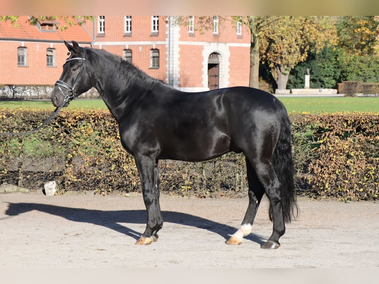 Sang-chaud lourd Étalon 8 Ans 166 cm Noir in Celle