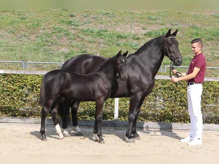 Sang-chaud lourd Étalon Poulain (04/2024) 160 cm Noir in Zwickau