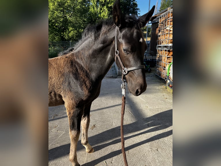 Sang-chaud lourd Étalon Poulain (04/2024) 160 cm Noir in Zwickau