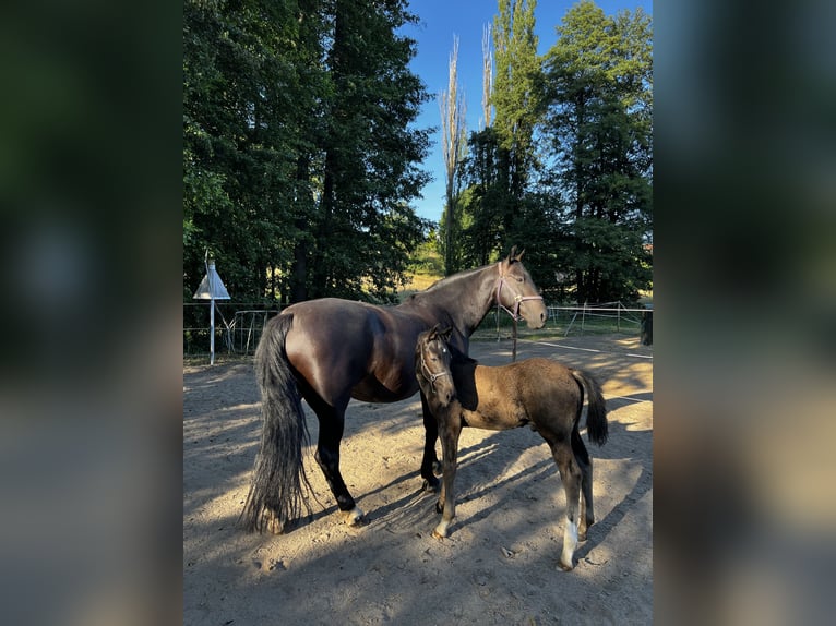 Sang-chaud lourd Étalon Poulain (04/2024) 160 cm Noir in Zwickau