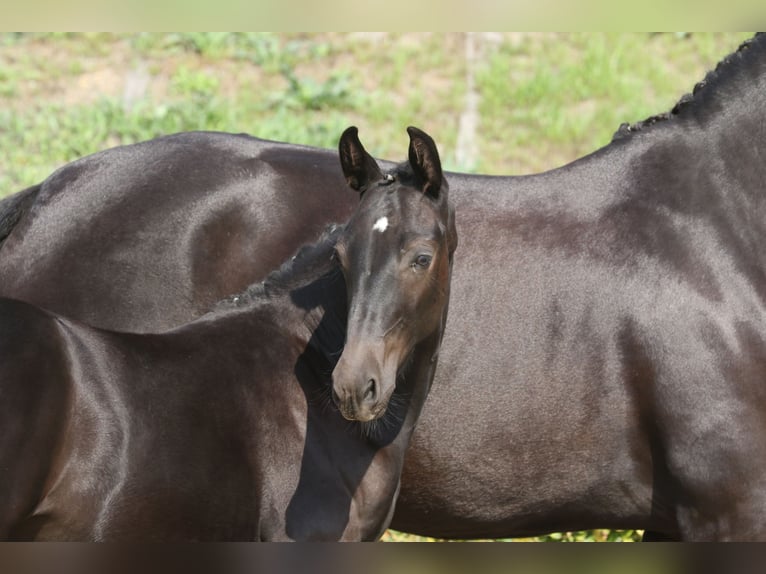 Sang-chaud lourd Étalon Poulain (04/2024) 160 cm Noir in Zwickau