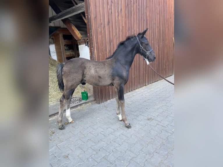 Sang-chaud lourd Étalon Poulain (04/2024) 160 cm Noir in Zwickau