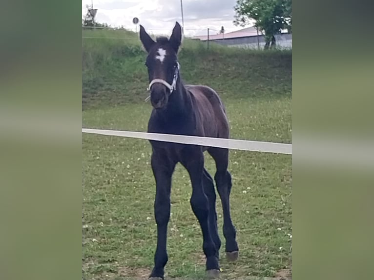 Sang-chaud lourd Étalon Poulain (05/2025) 160 cm Peut devenir gris in Meiningen
