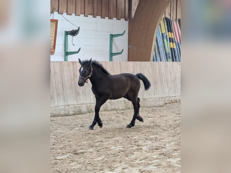 Sang-chaud lourd Étalon Poulain (05/2025) 160 cm Peut devenir gris in Meiningen