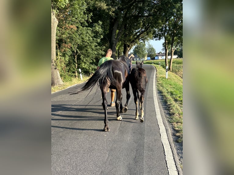 Sang-chaud lourd Étalon Poulain (06/2024) 164 cm Noir in RadduschVetschau