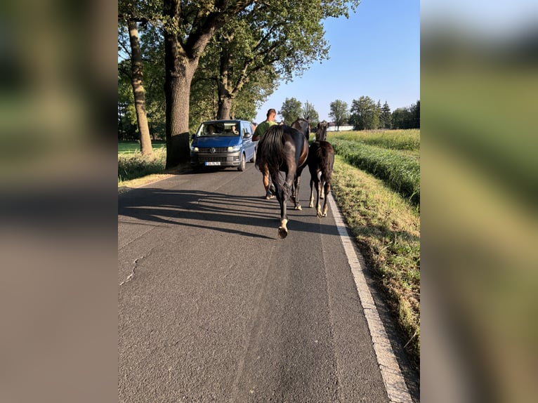 Sang-chaud lourd Étalon Poulain (06/2024) 164 cm Noir in RadduschVetschau