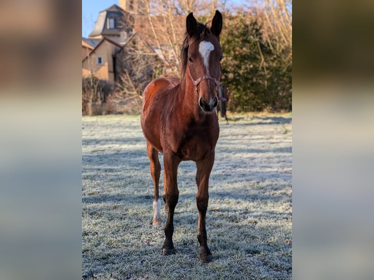 Sang-chaud lourd Étalon Poulain (03/2025) 165 cm Bai in Bad Sulza