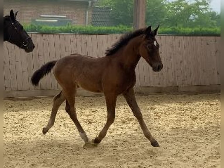 Sang-chaud lourd Étalon Poulain (04/2024) 165 cm Noir in Ascheberg