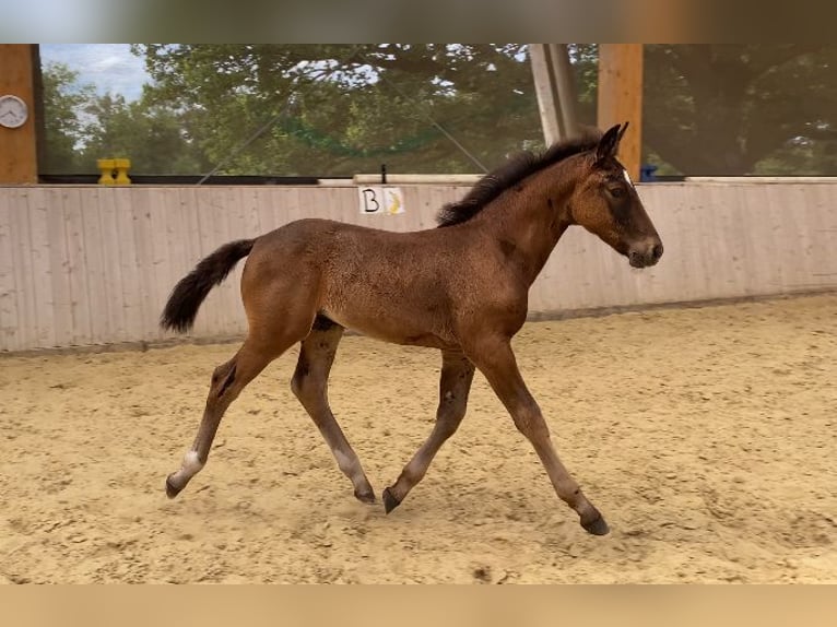 Sang-chaud lourd Étalon Poulain (04/2024) 165 cm Noir in Ascheberg