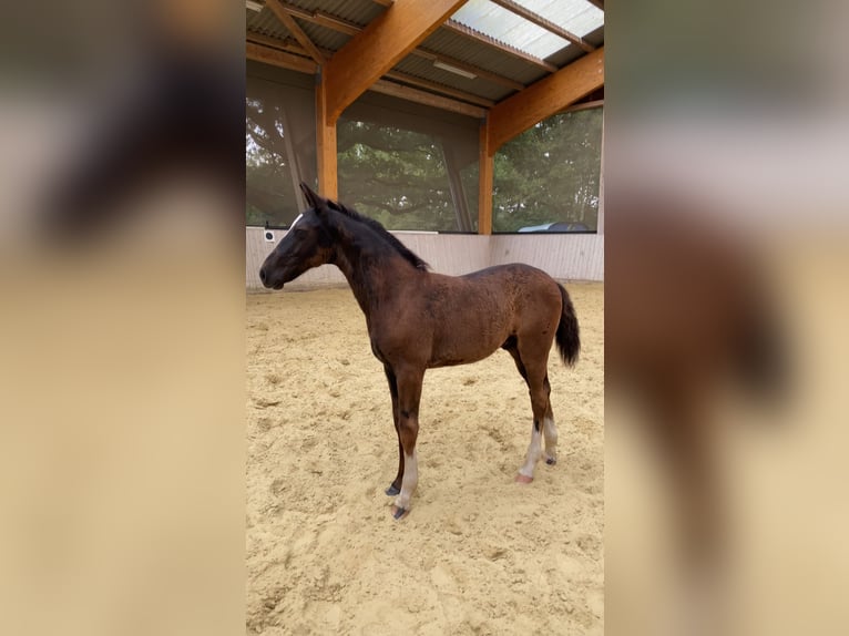 Sang-chaud lourd Étalon Poulain (04/2024) 165 cm Noir in Ascheberg