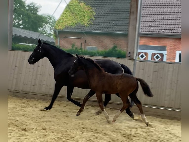 Sang-chaud lourd Étalon Poulain (04/2024) 165 cm Noir in Ascheberg