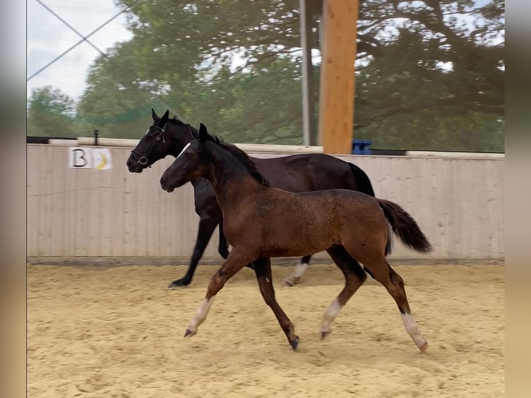 Sang-chaud lourd Étalon Poulain (04/2024) 165 cm Noir in Ascheberg