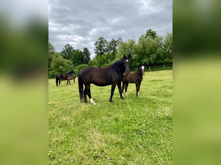 Sang-chaud lourd Étalon Poulain (04/2024) 165 cm Noir in Ascheberg