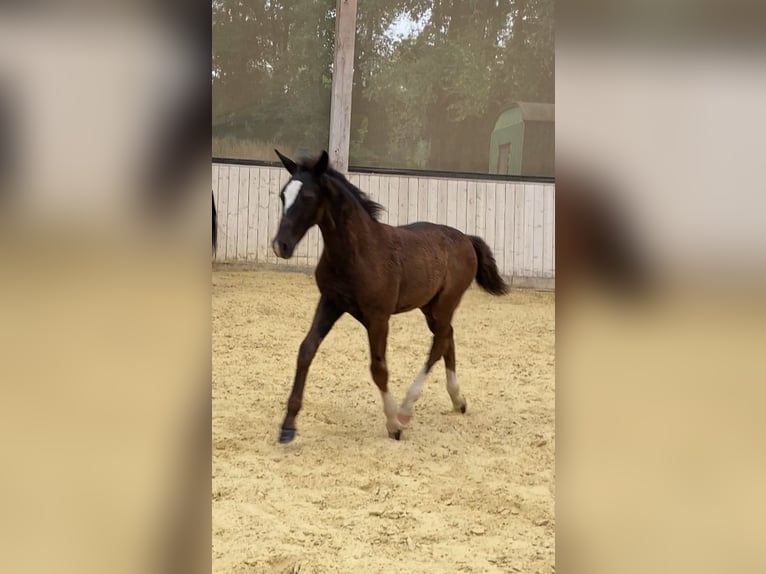 Sang-chaud lourd Étalon Poulain (04/2024) 165 cm Noir in Ascheberg