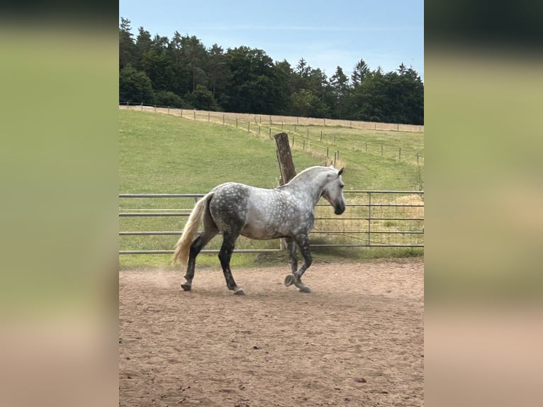 Sang-chaud lourd Croisé Hongre 10 Ans 163 cm Gris pommelé in Kaiserslautern